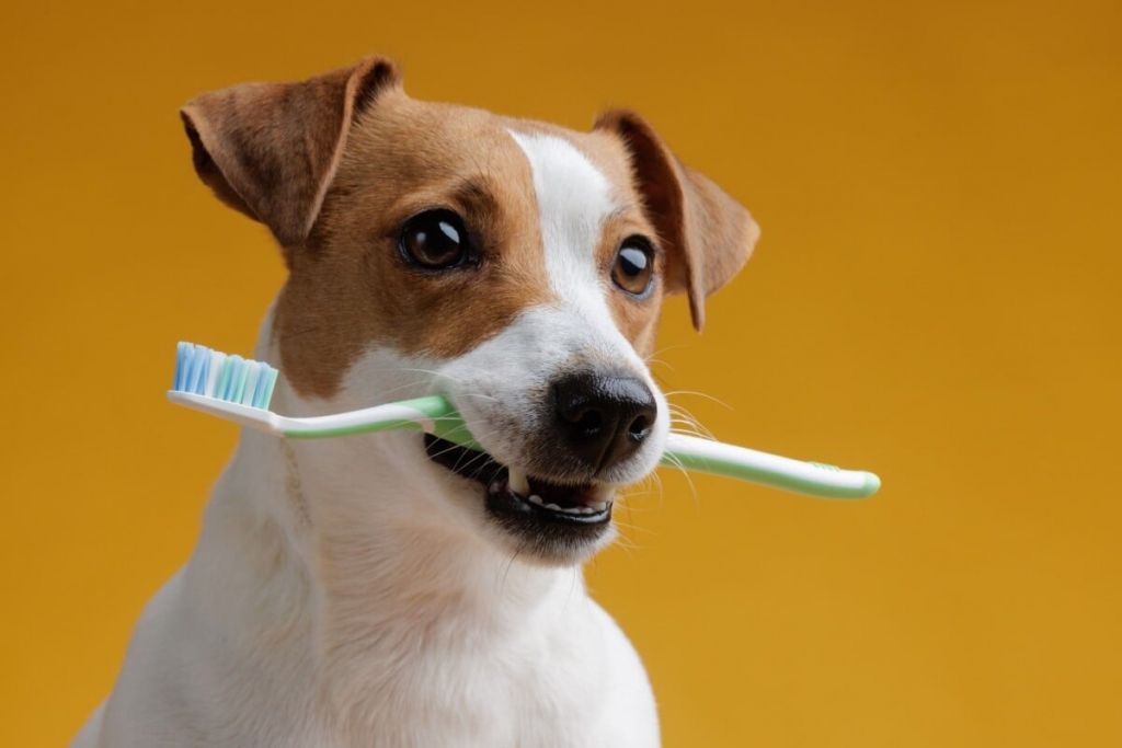 Veja como cuidar da saúde bucal do seu animal de estimação