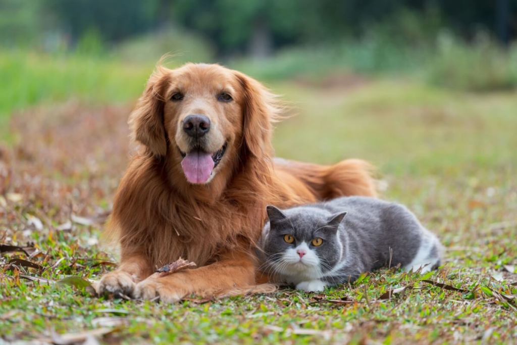 Entenda como é feita a transfusão de sangue em animais