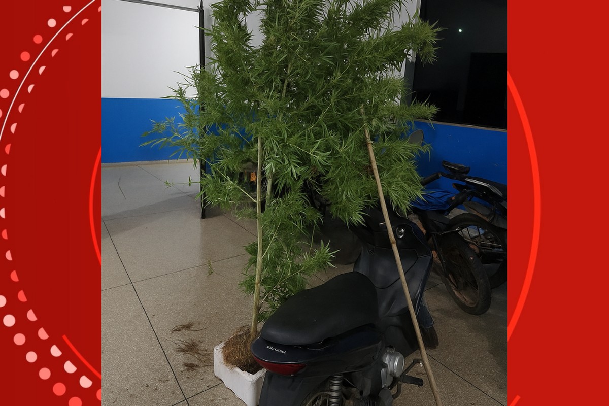 Homem é preso por cultivar pé de maconha de dois metros no quintal em RO
